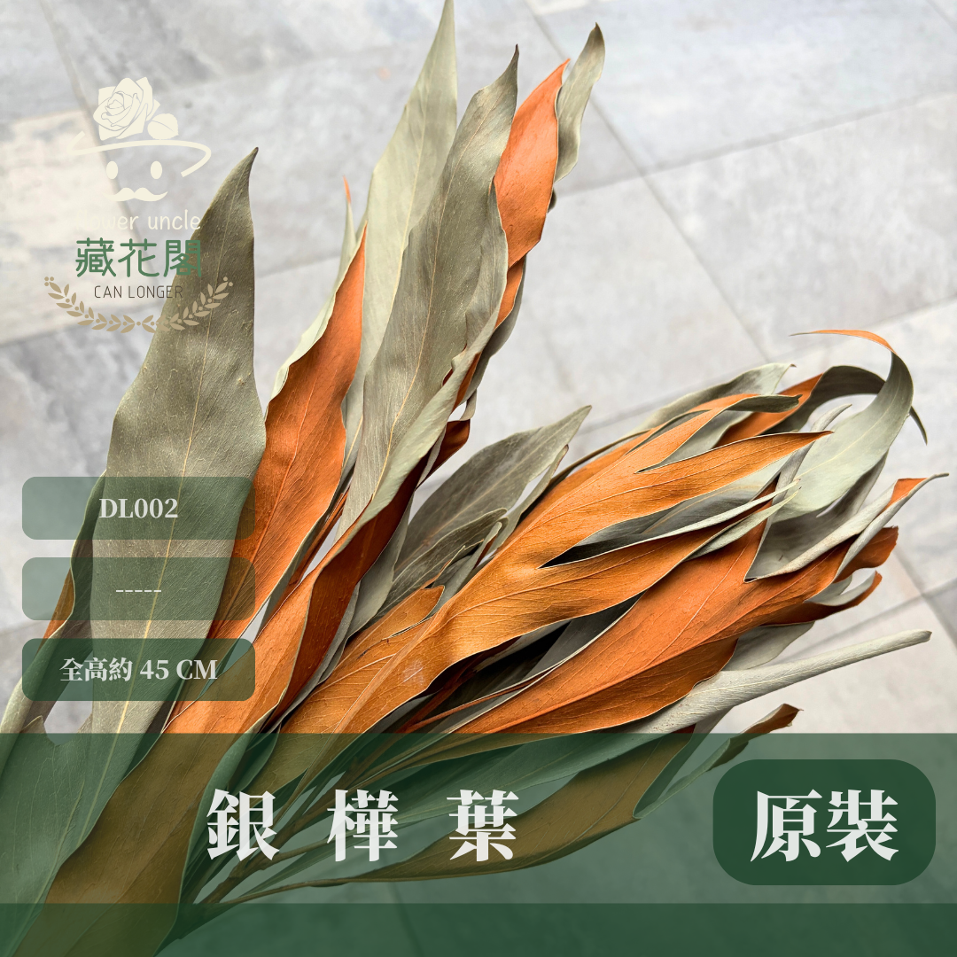 DL002 原裝銀樺葉（15葉）｜雙面葉材 乾燥葉材 乾燥花 花材 佛塔葉 金樺葉 乾燥金樺葉 乾燥銀樺葉 配草 藤圈