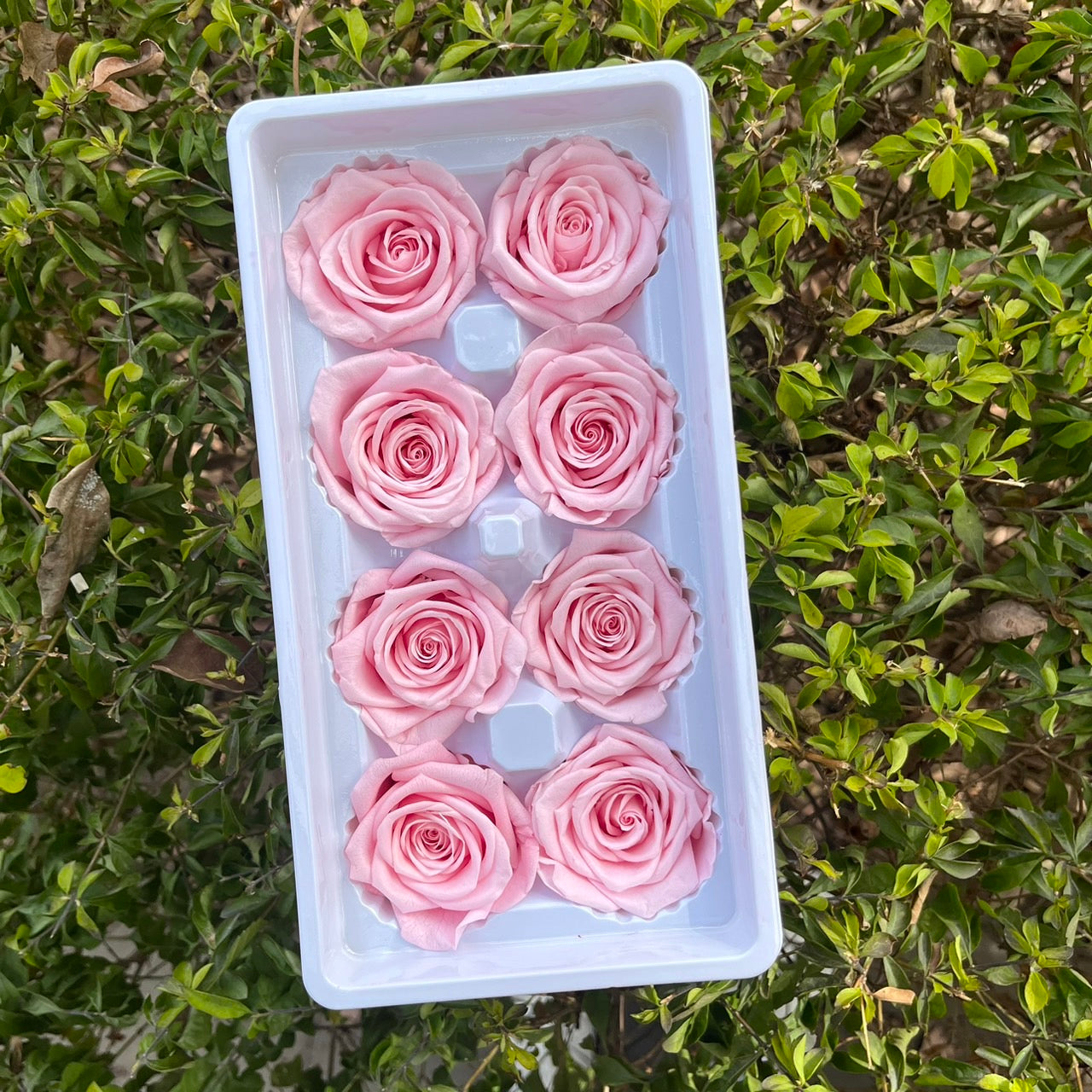 ✿ 台灣現貨 ✿ R08 永生玫瑰 4-5cm 原裝 8朵裝 永生花