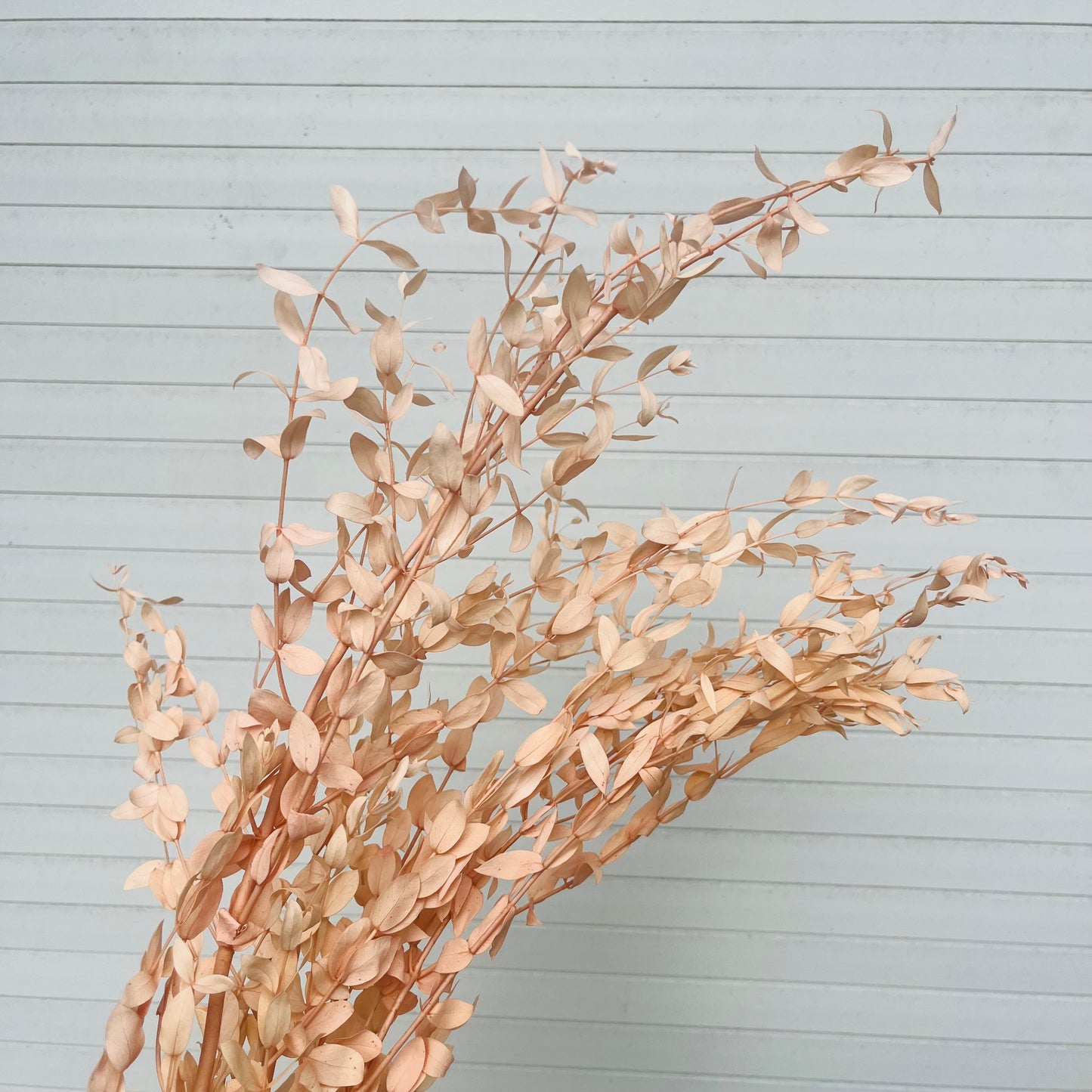 ✿ 台灣現貨 ✿ PL004 DL004 細葉尤加利