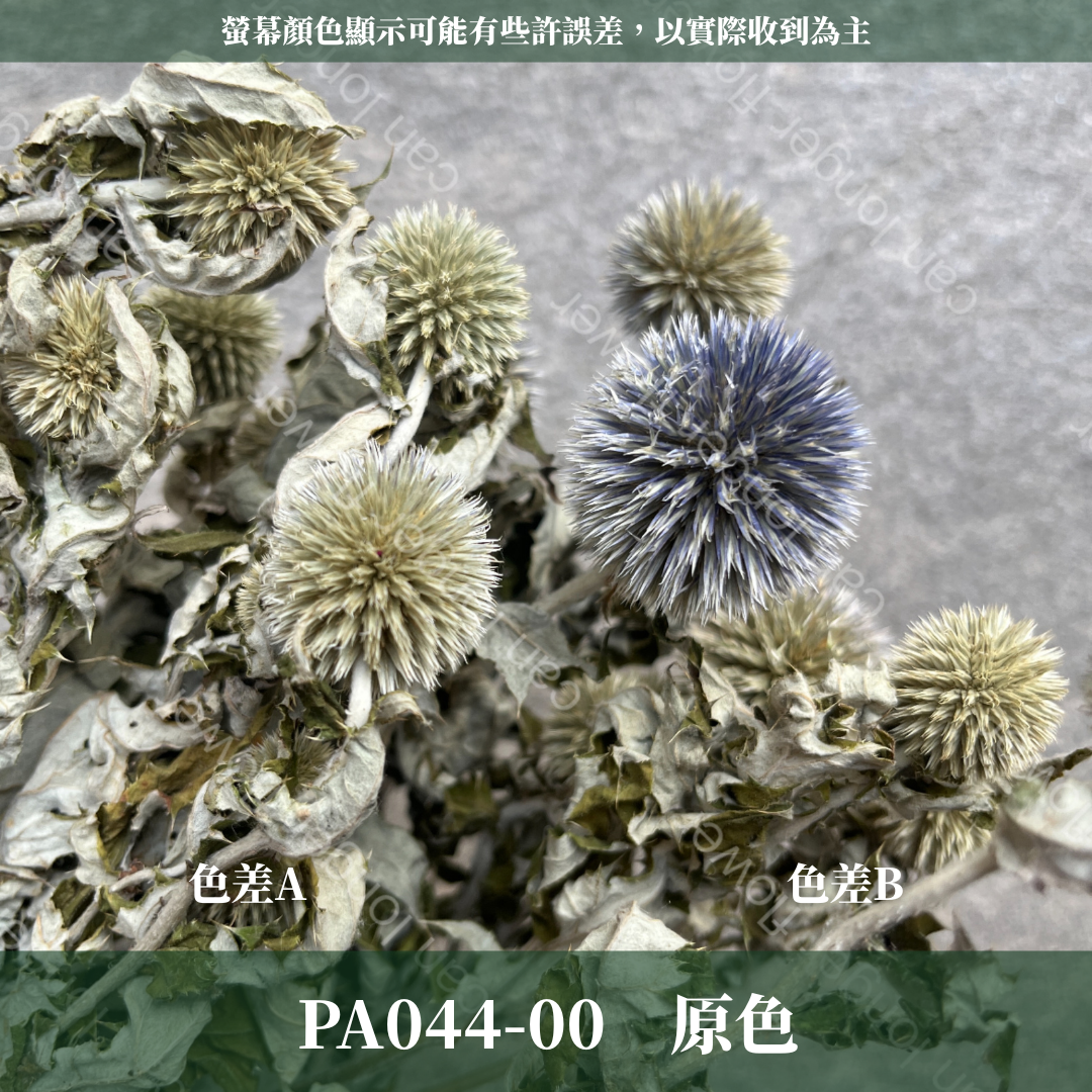 PA044-S 山防風 藍星球 永生 小份量 台灣現貨