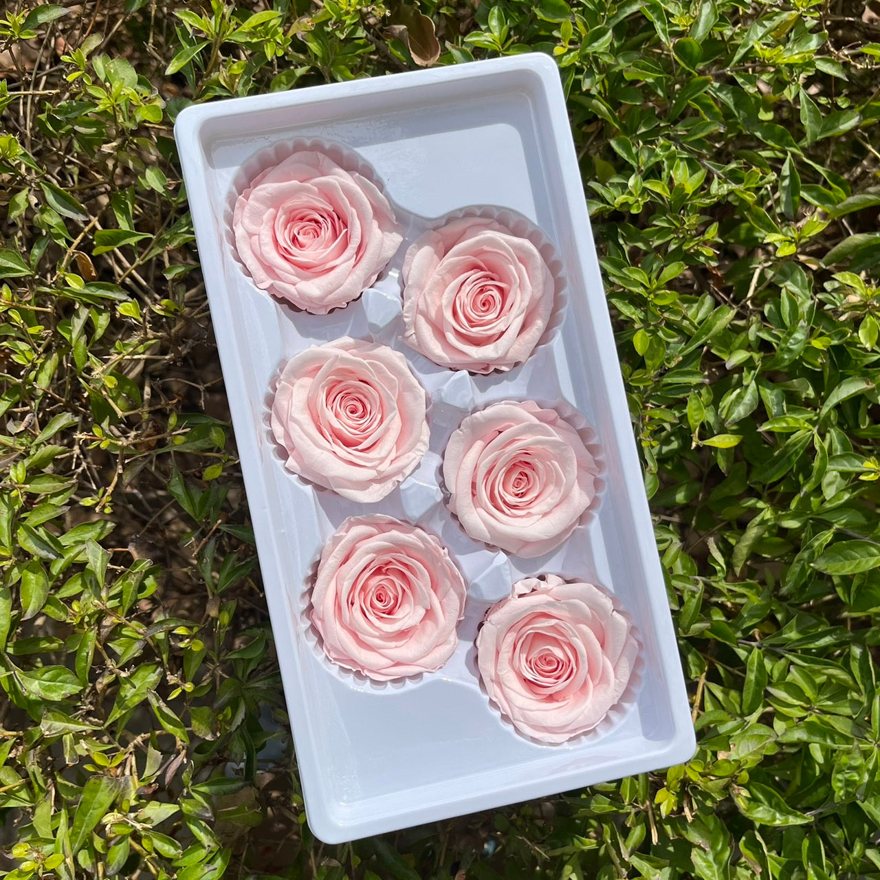 *** R06 永生玫瑰 5~6cm玫瑰 Ａ級 6朵裝 不凋花 小香風玫瑰 色彩款式齊全 莫蘭迪