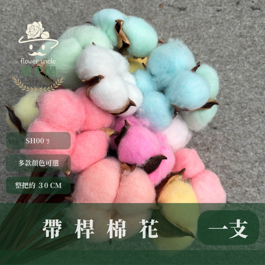 SH00s 棉花單支｜12+6種顏色 特殊五辦棉花特殊款 白色棉花 天然棉花 乾燥花 花藝 多色棉花 棉花 手工花 裝飾