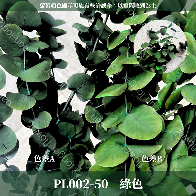 PL002 原裝大軟葉尤加利｜花藝獨家！特殊漸層尤加利 花材 葉材 永生花 乾燥花 不凋花花藝師用料 拍照道具花材