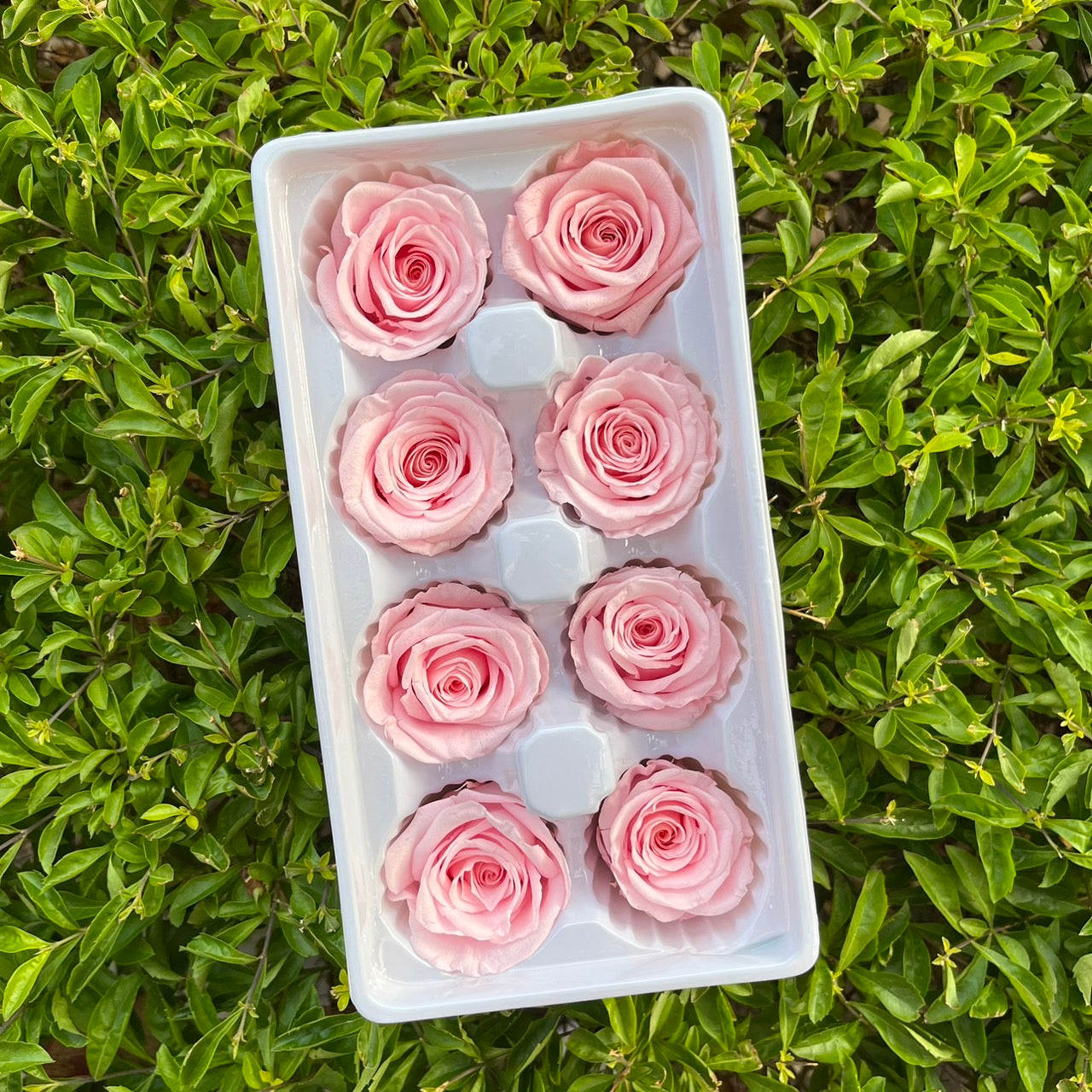 ✿ 台灣現貨 ✿ R08 永生玫瑰 4-5cm 原裝 8朵裝 永生花