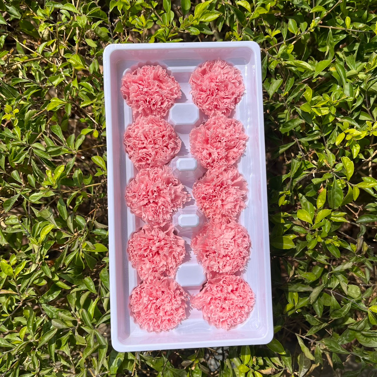 ✿ 台灣現貨 ✿ 花大伯 K10 永生康乃馨 3~4cm Ａ級  10朵裝 色彩款式齊全 不凋花 不凋康乃馨 母親節