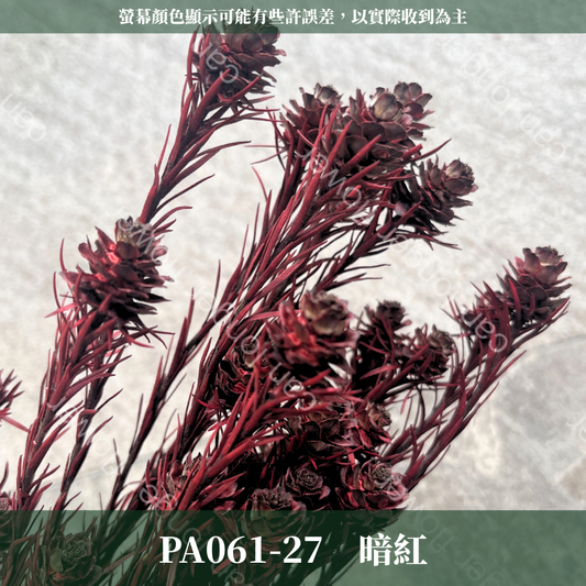 PA061-S 澳洲鬱金香 寶蓮 約10頭 台灣現貨