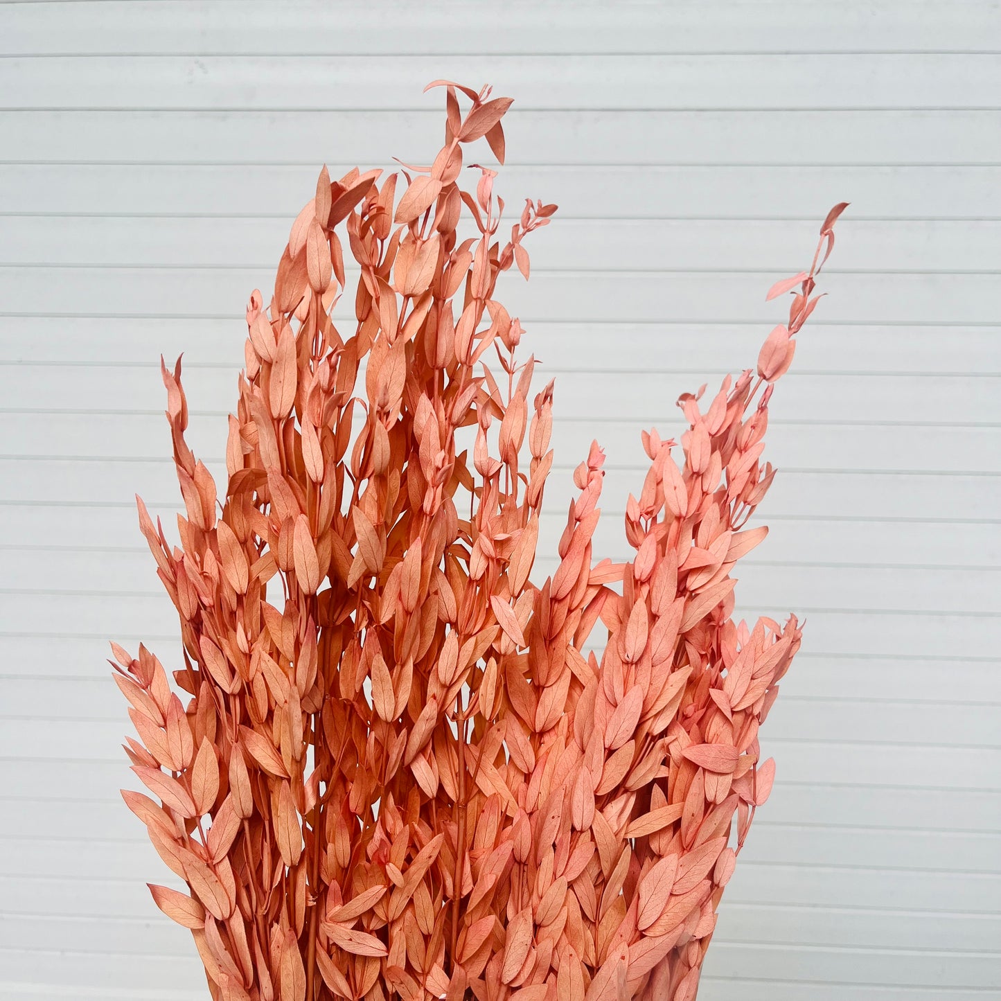 ✿ 台灣現貨 ✿ PL004 DL004 細葉尤加利