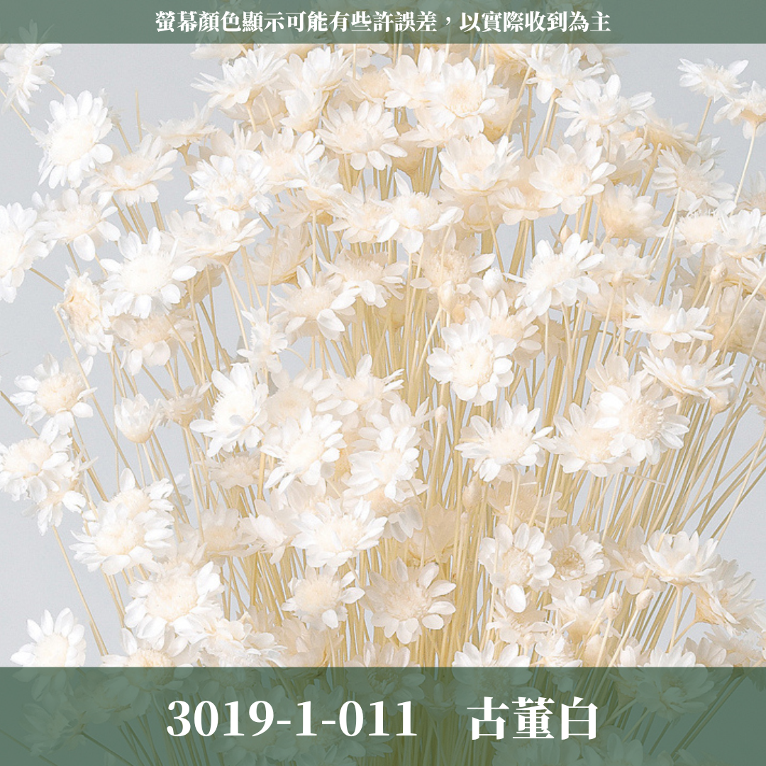 30191 日本小星花｜小星花 乾燥小星花 日本大地農園 進口花材 日本乾燥花 日本花材 スターフラワー・ブロッサム