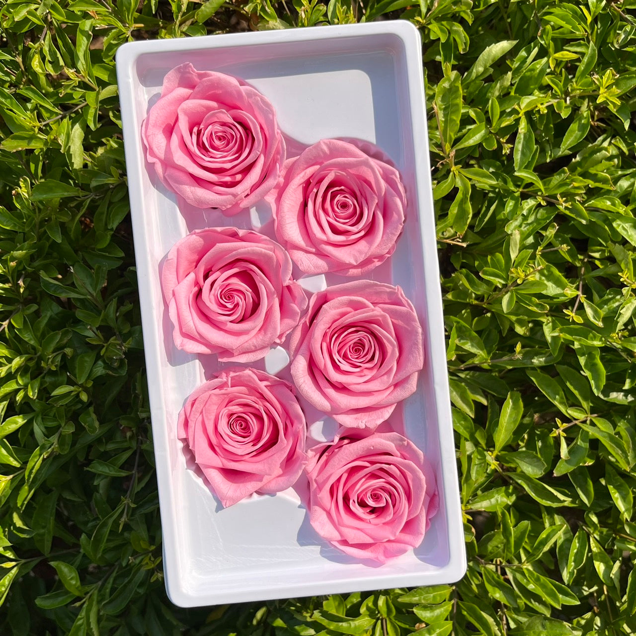 *** R06 永生玫瑰 5~6cm玫瑰 Ａ級 6朵裝 不凋花 小香風玫瑰 色彩款式齊全 莫蘭迪