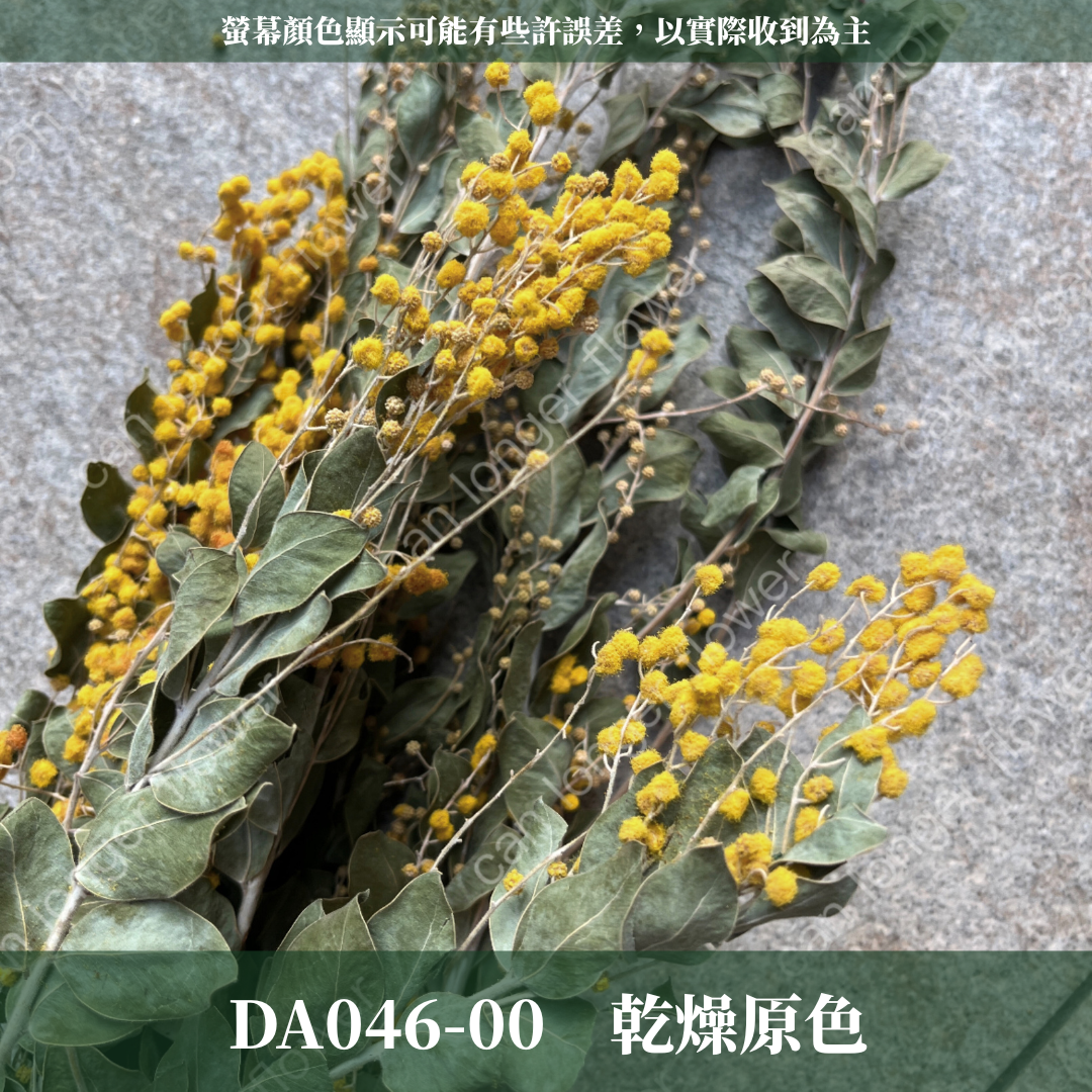 DA046 原裝乾燥金合歡｜台灣現貨