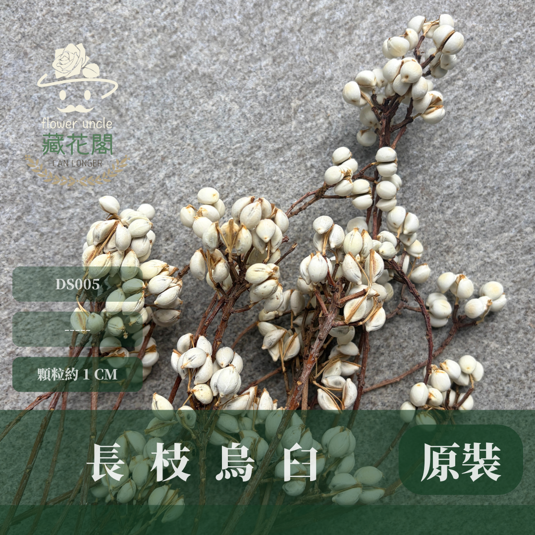 DS005 原裝長枝烏臼（100g）｜天然烏臼小白果 乾燥果實 花藝花材 DIY插花 居家裝飾 拍照道具 注連繩春節