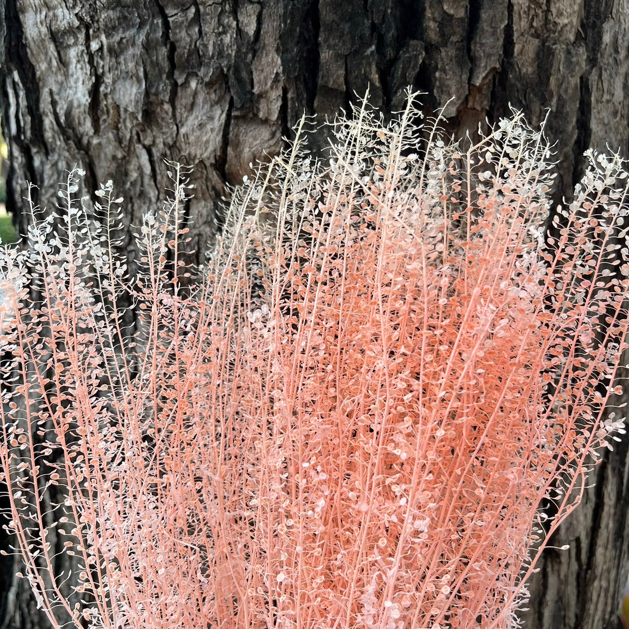 【台灣現貨】PA060s 小翠扇