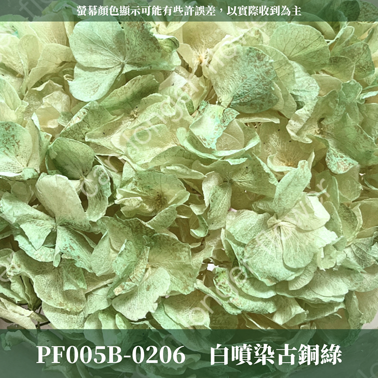 PF005B 大葉繡球 台灣現貨 繡球花 紫陽花 永生繡球 乾燥繡球