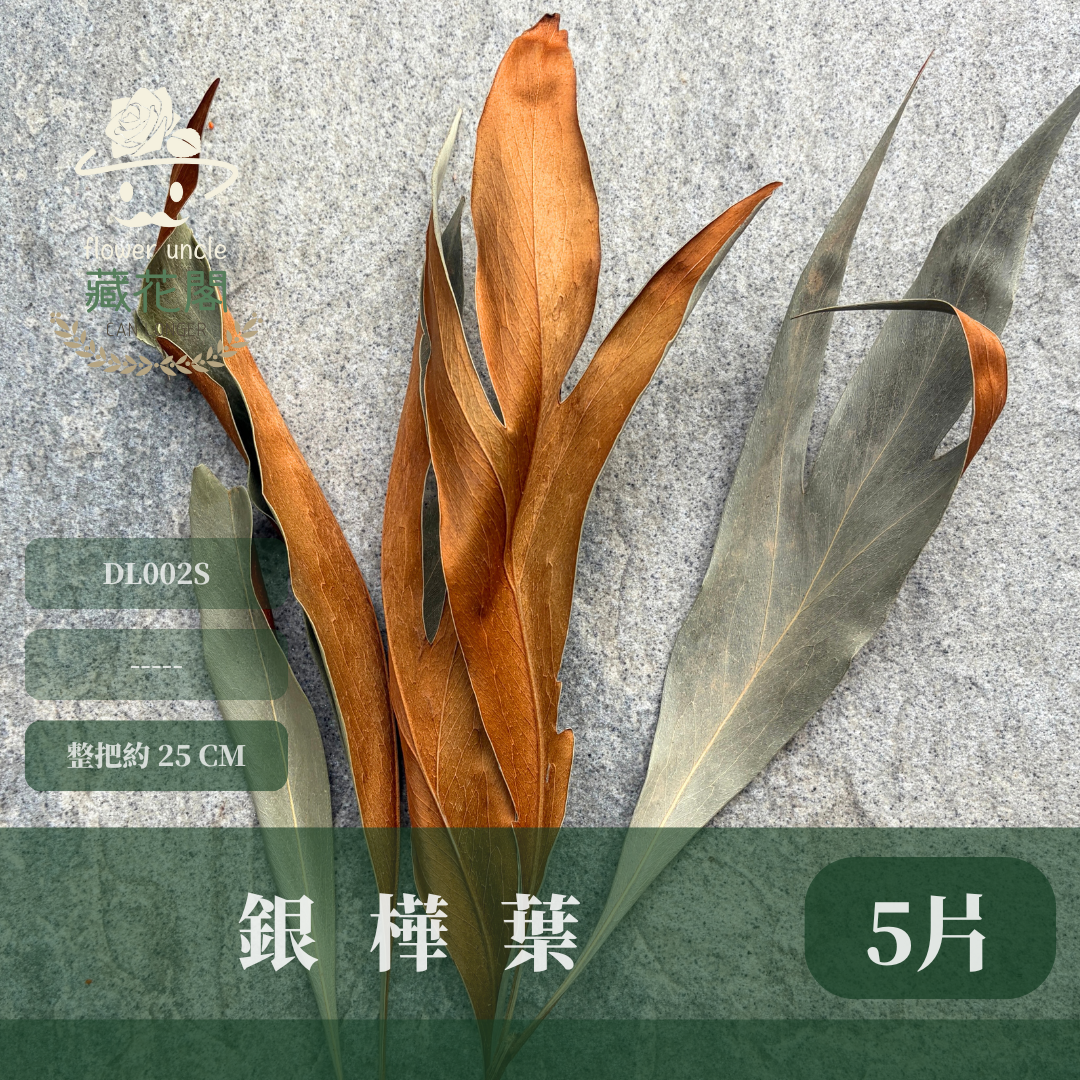 DL002S 銀樺葉經濟包(5片葉) ｜雙面葉材 乾燥葉材 乾燥花 花材 佛塔葉 金樺葉 乾燥金樺葉 乾燥銀樺葉 藤圈