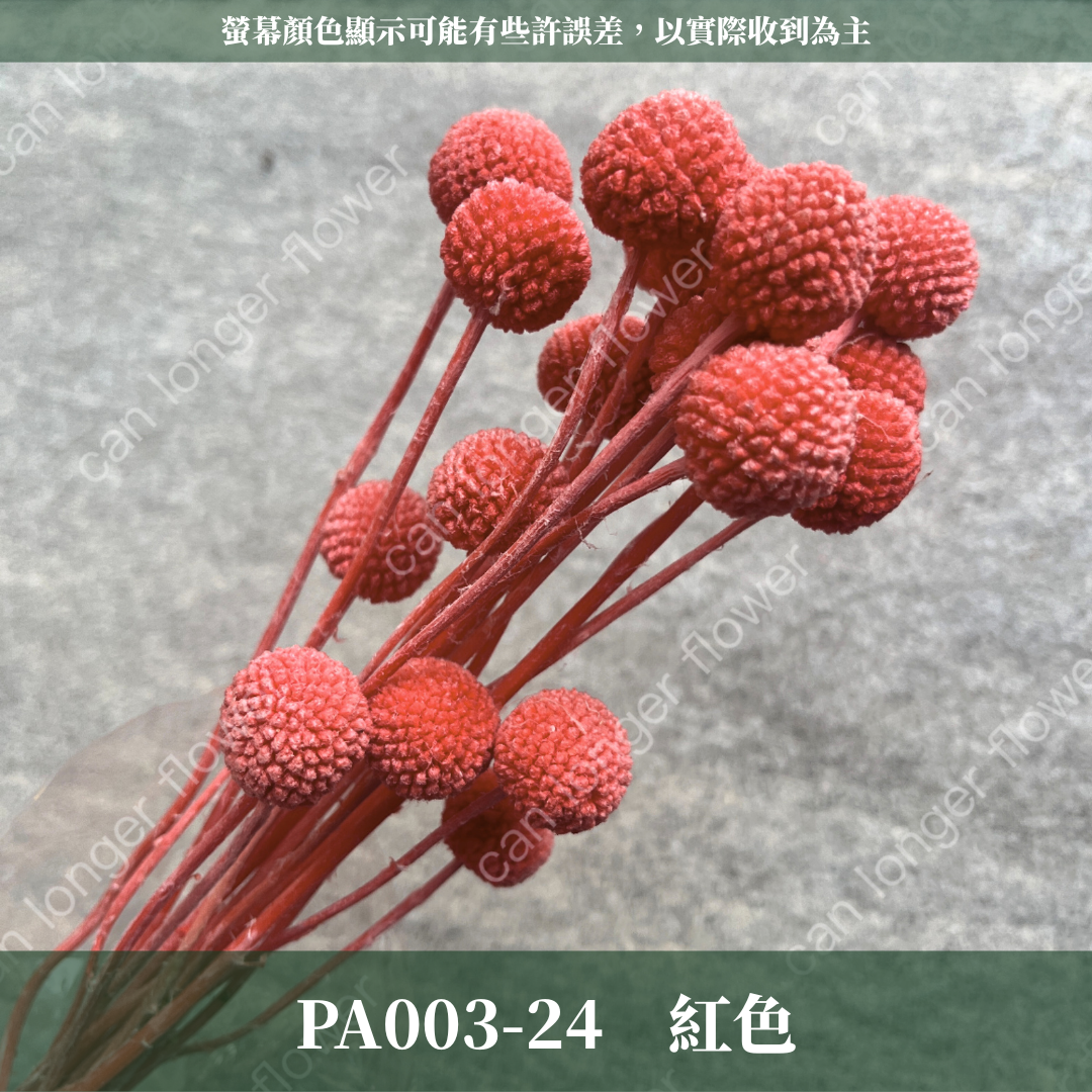 PA003 金杖球 台灣現貨