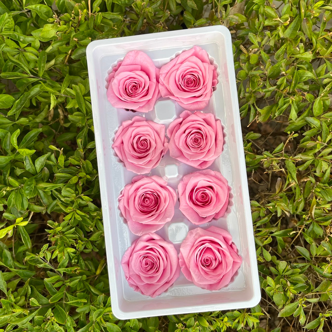 ✿ 台灣現貨 ✿ R08 永生玫瑰 4-5cm 原裝 8朵裝 永生花