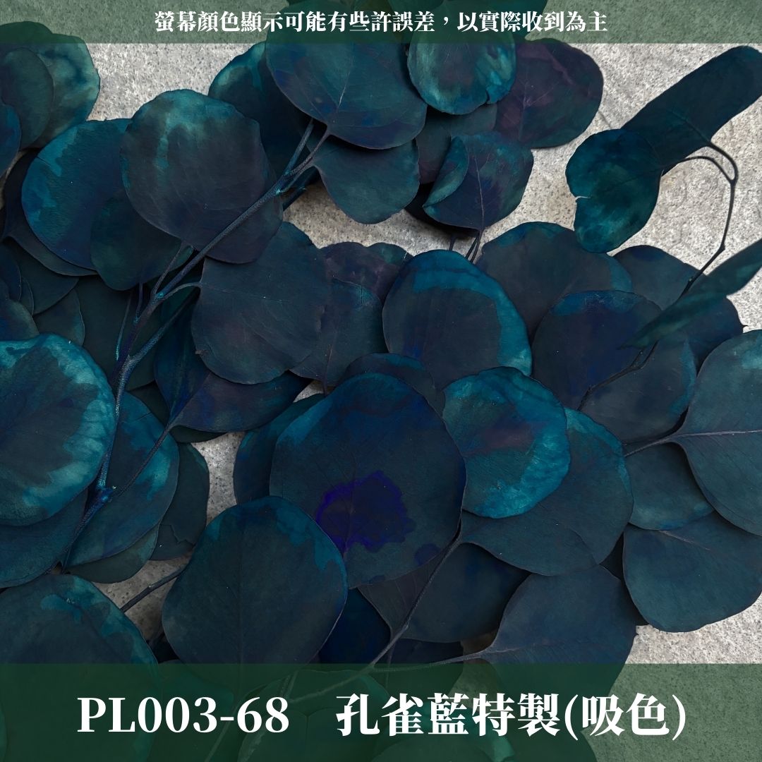 PL003 原裝蘋果葉尤加利｜超級回饋！9+3獨家漸層色！永生尤加利葉 尤加利葉 永生花 乾燥花 花材出清 裝飾擺件