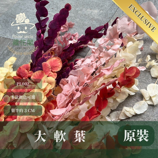 PL002 原裝大軟葉尤加利｜花藝獨家！特殊漸層尤加利 花材 葉材 永生花 乾燥花 不凋花花藝師用料 拍照道具花材