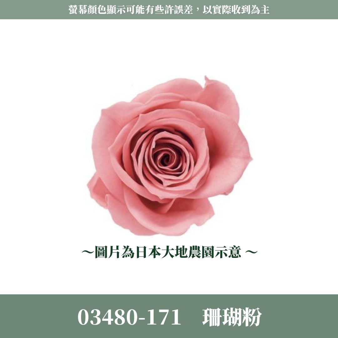 03480 中玫瑰
