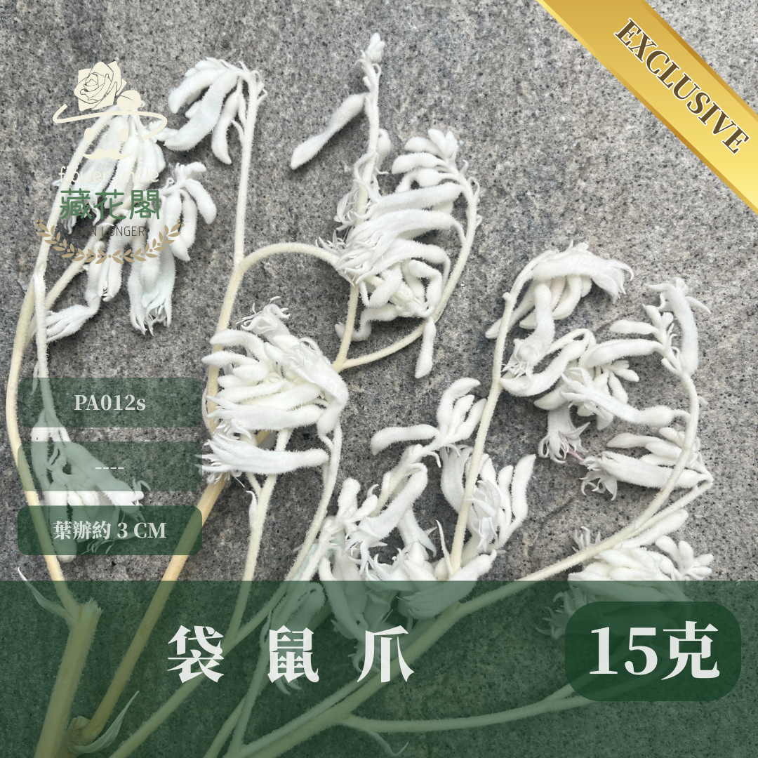 PA012s 袋鼠爪 小包 鼠爪花 台灣現貨 永生花材