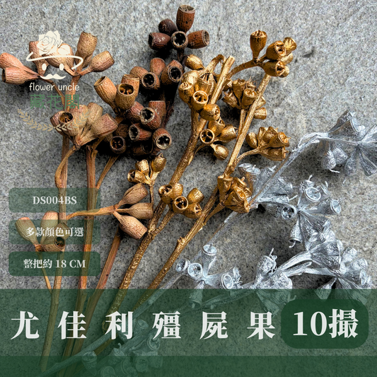 DS004BS 殭屍果尤加利果 10撮｜尤加利果 尤加利  桉樹果 琥珀果 乾燥果實 金色銀色 手工材料 乾燥 果實 花材 果實 花藝 聖誕節 萬聖節 桌花 聖誕節花圈材料 聖誕樹材料 果實花材 聖誕節花材 原色果實 金色果實 銀色果實