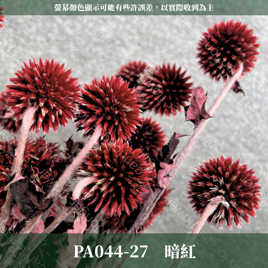 PA044-S 山防風 藍星球 永生 小份量 台灣現貨