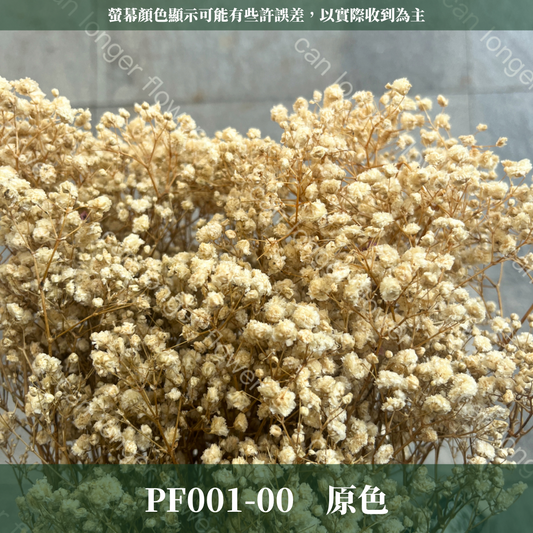 PF001 原裝滿天星｜A級永生滿天星工廠直供 拍攝婚禮佈置 韓式不凋滿天星 抖音款永生花 乾燥花 桌花花束 手作DIY