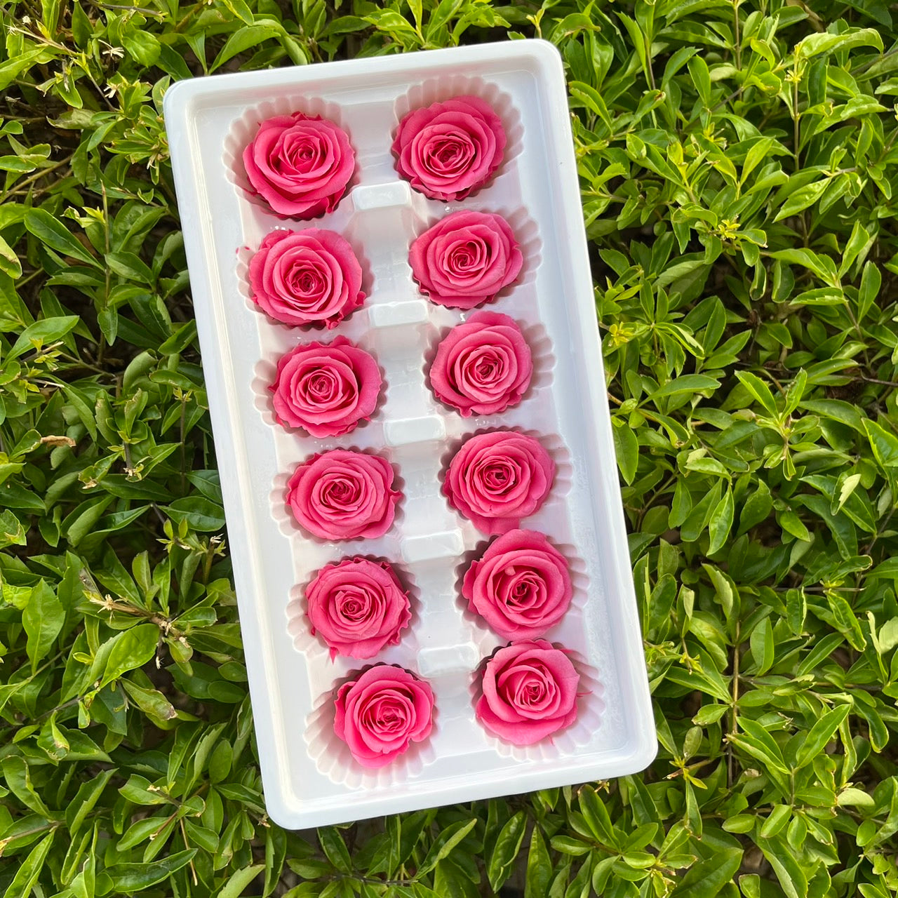 ✿ 台灣現貨 ✿R12 永生玫瑰 3~4cm玫瑰 Ａ級 12朵裝 永生花 不凋花