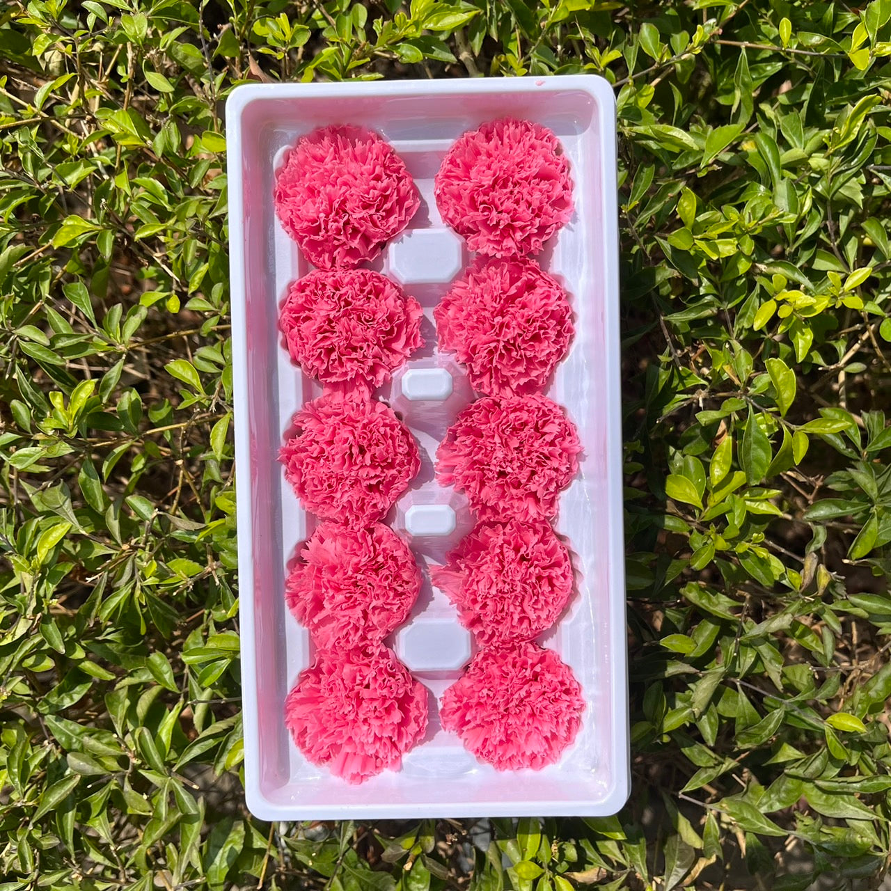 ✿ 台灣現貨 ✿ 花大伯 K10 永生康乃馨 3~4cm Ａ級  10朵裝 色彩款式齊全 不凋花 不凋康乃馨 母親節