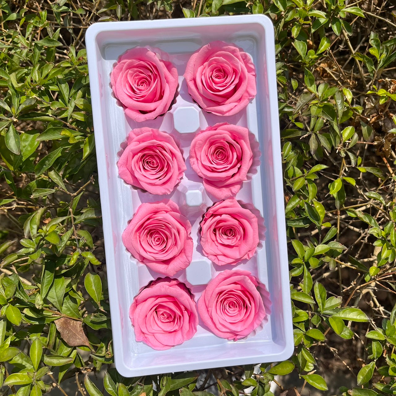 ✿ 台灣現貨 ✿ R08 永生玫瑰 4-5cm 原裝 8朵裝 永生花