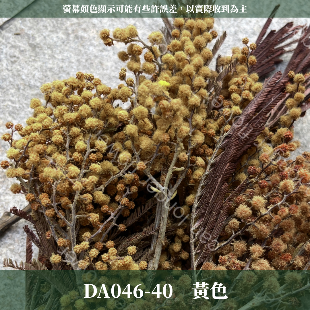DA046 原裝乾燥金合歡｜台灣現貨