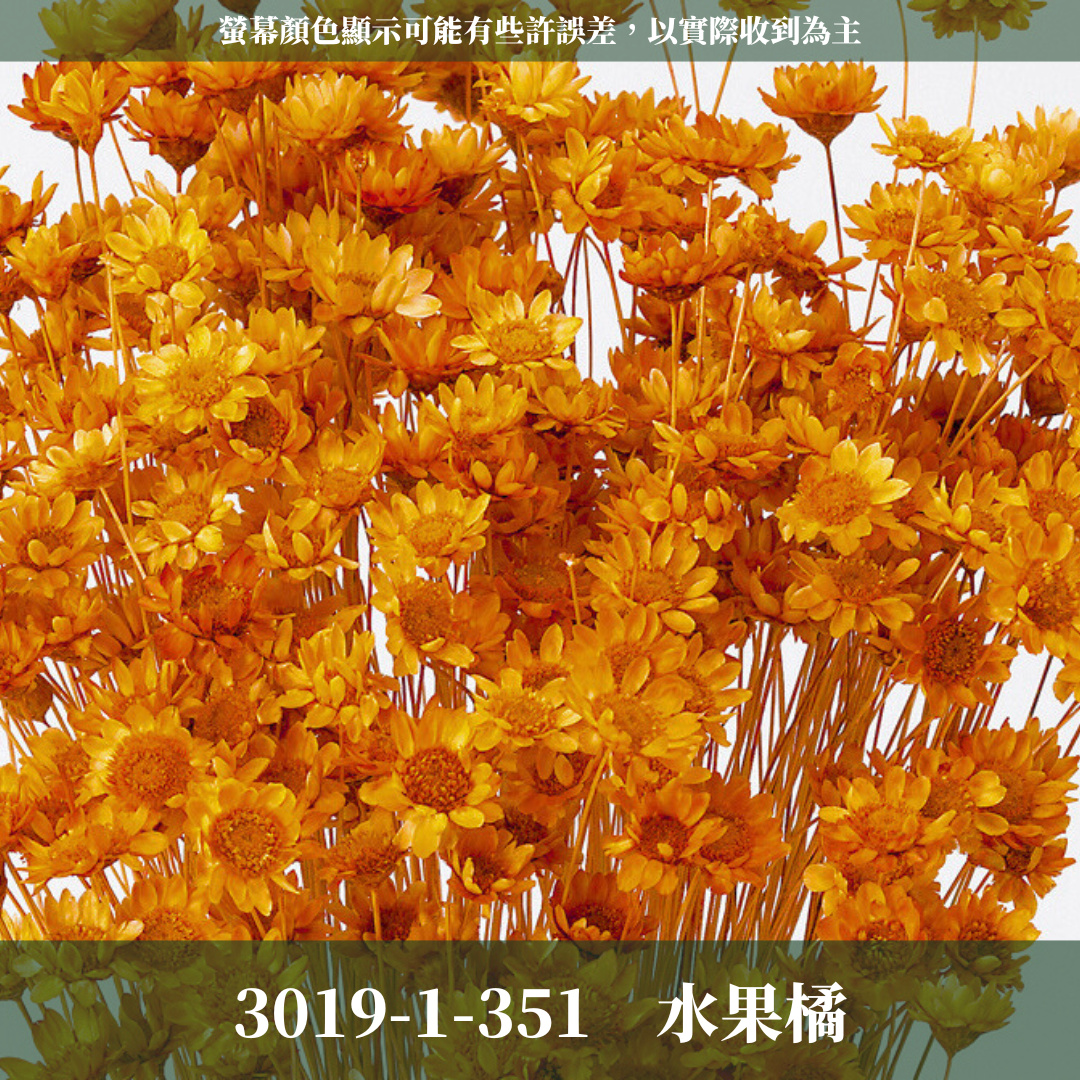 30191 日本小星花｜小星花 乾燥小星花 日本大地農園 進口花材 日本乾燥花 日本花材 スターフラワー・ブロッサム