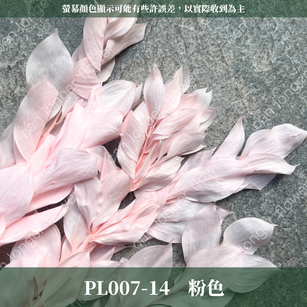 PL007 原裝玉竹葉｜夢幻紫色新登場｜進口不凋玉竹葉 永生桔葉 永生葉材 魚尾葉 桌花 乾燥葉材 花藝材料包 捧花