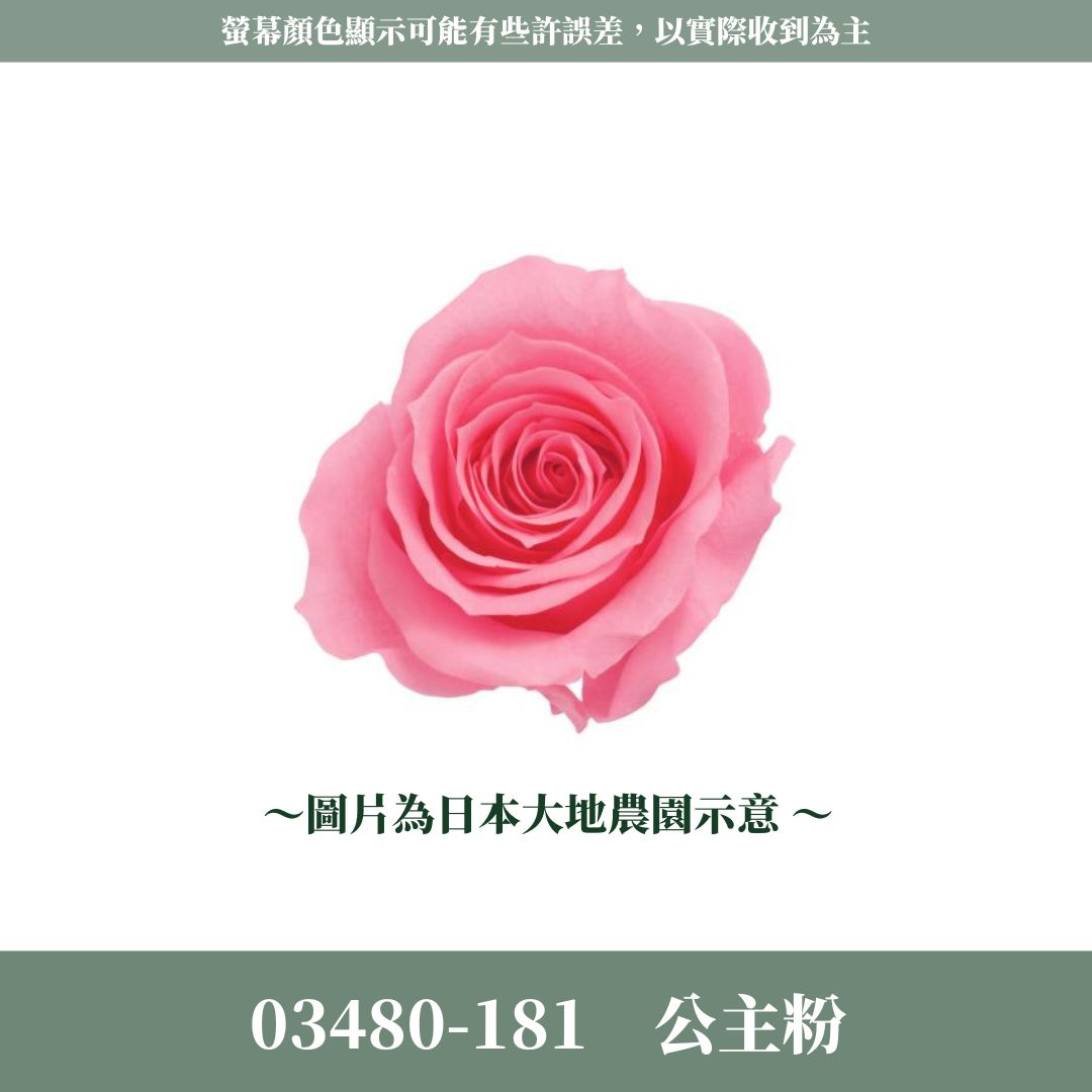 03480 中玫瑰