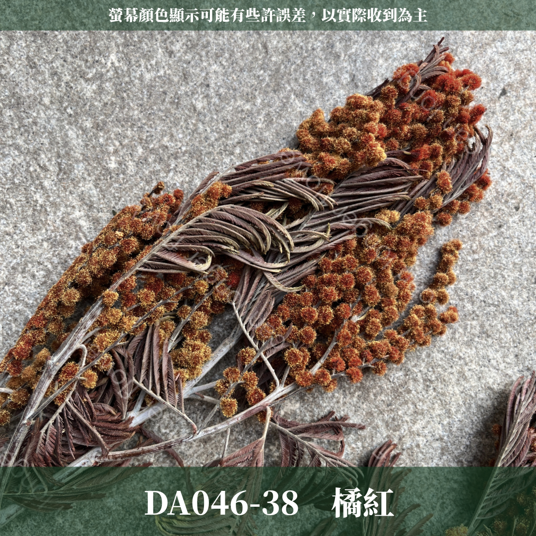 DA046 原裝乾燥金合歡｜台灣現貨
