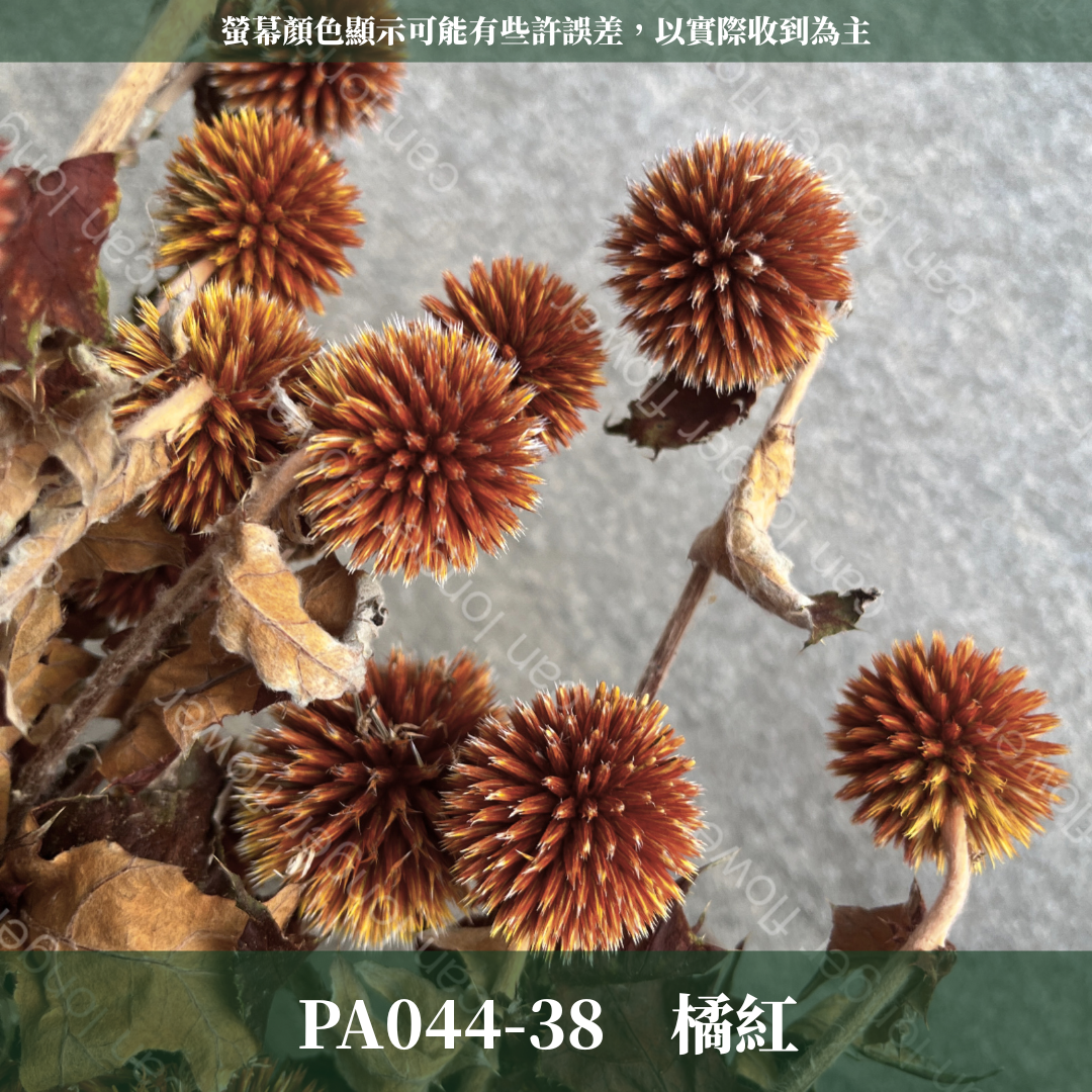 PA044-S 山防風 藍星球 永生 小份量 台灣現貨