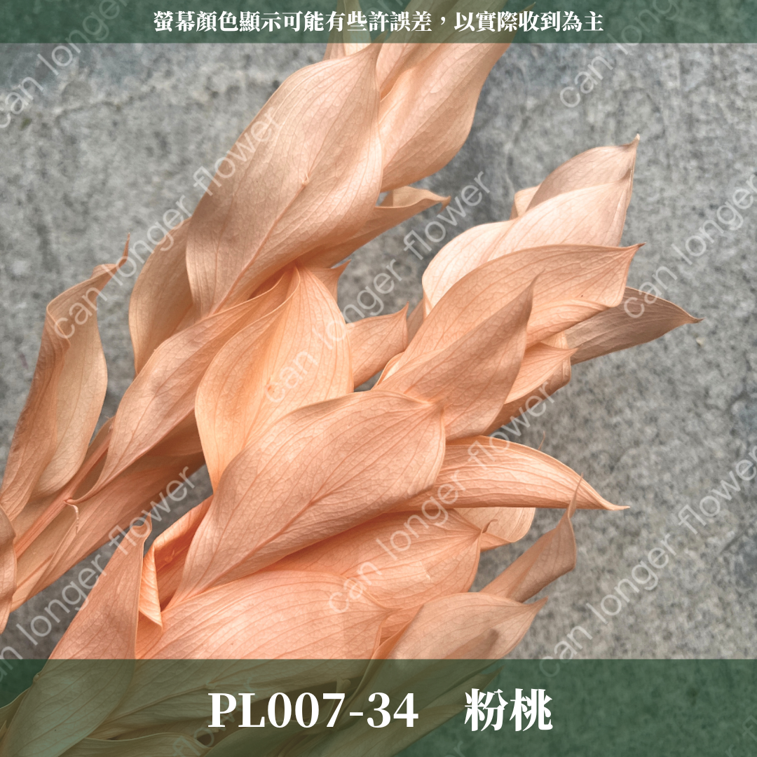 PL007 原裝玉竹葉｜夢幻紫色新登場｜進口不凋玉竹葉 永生桔葉 永生葉材 魚尾葉 桌花 乾燥葉材 花藝材料包 捧花