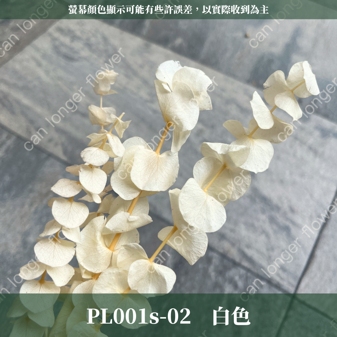 PL001S 寶貝尤加利經濟包｜不凋寶貝尤加利葉 小圓葉 永生花 染色尤加利 錢銅草 攝影道具 新娘捧花 乾燥花批發 捧花