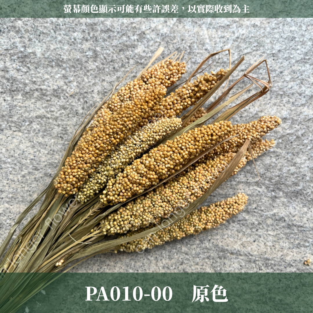 PA010s 米穗 小份量 粟米穗 小米穗 紅米穗 黃米穗 小份量 台灣現貨