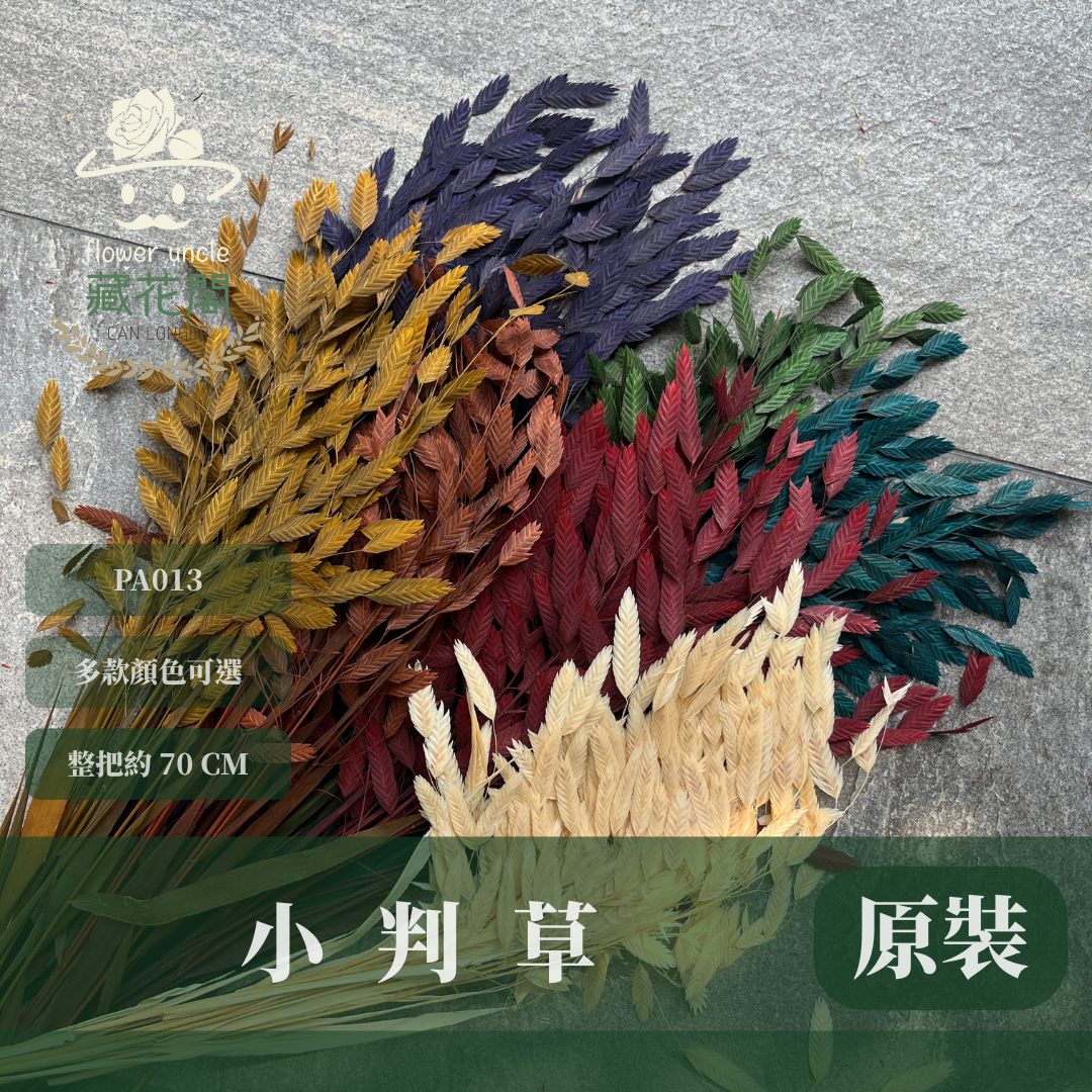 PA013 原裝小判草 小盼草 大凌風草 永生