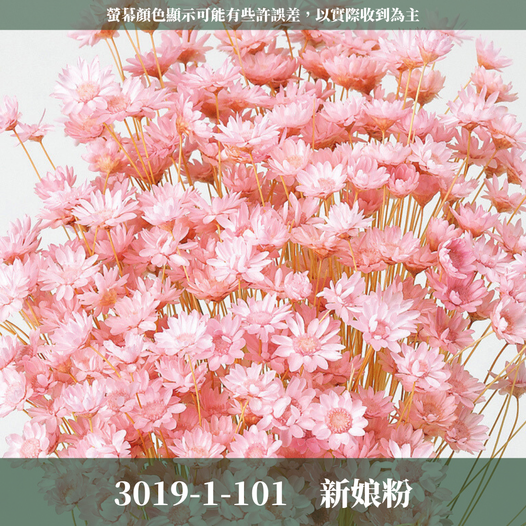 30191 日本小星花｜小星花 乾燥小星花 日本大地農園 進口花材 日本乾燥花 日本花材 スターフラワー・ブロッサム