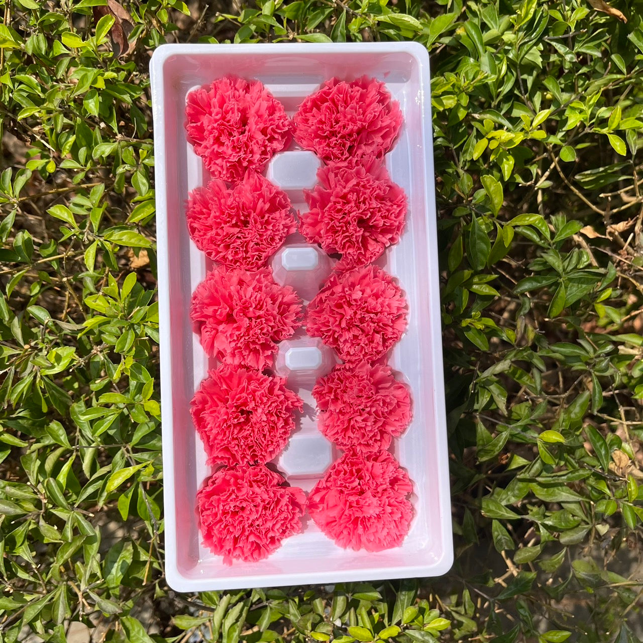 ✿ 台灣現貨 ✿ 花大伯 K10 永生康乃馨 3~4cm Ａ級  10朵裝 色彩款式齊全 不凋花 不凋康乃馨 母親節