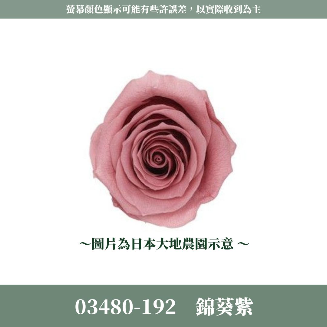 03480 中玫瑰