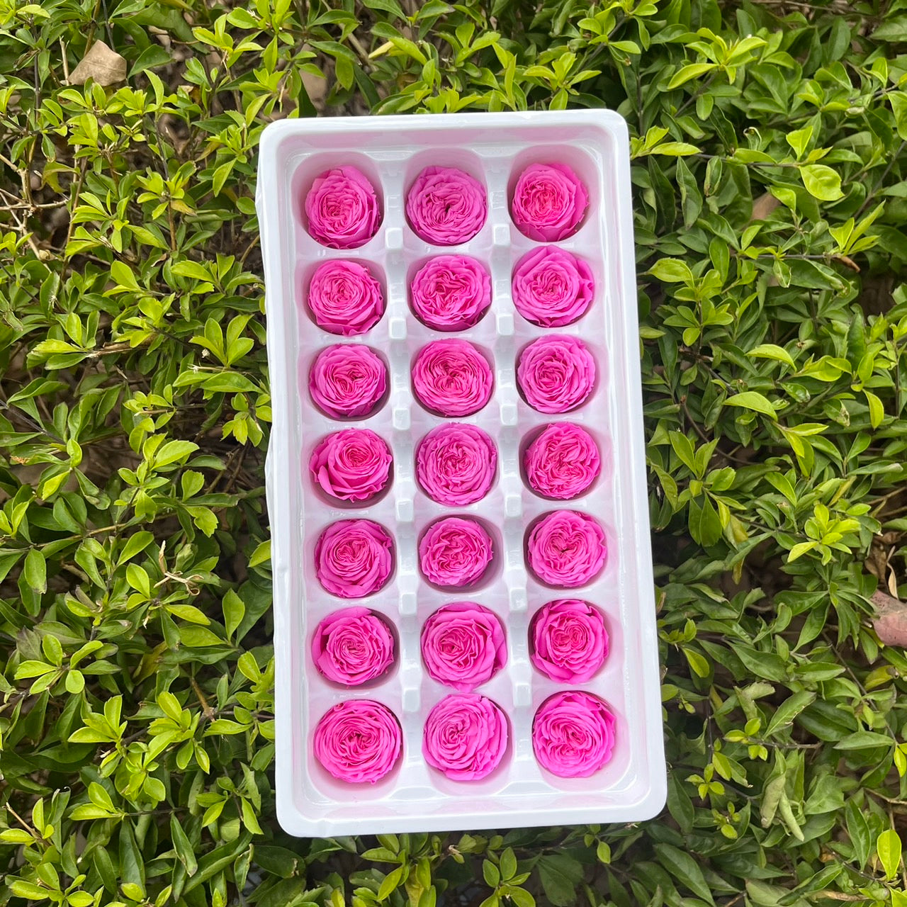 【台灣現貨】花大伯 OR21 永生玫瑰 2~3cm奧斯汀 泡泡玫瑰 巧克力奧斯汀 Ａ級 21朵裝 不凋花