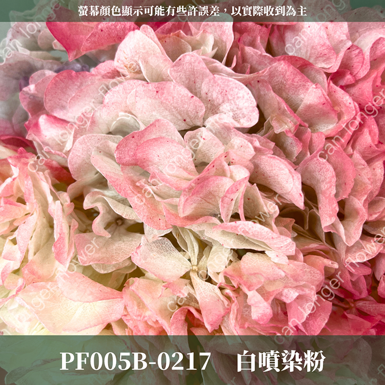 PF005B 大葉繡球 台灣現貨 繡球花 紫陽花 永生繡球 乾燥繡球
