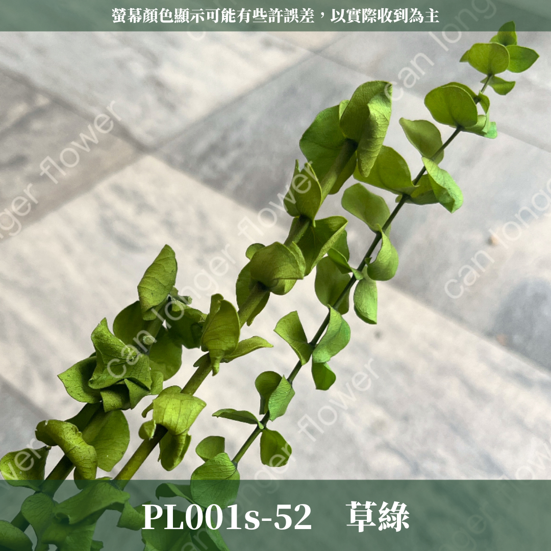 PL001S 寶貝尤加利經濟包｜不凋寶貝尤加利葉 小圓葉 永生花 染色尤加利 錢銅草 攝影道具 新娘捧花 乾燥花批發 捧花