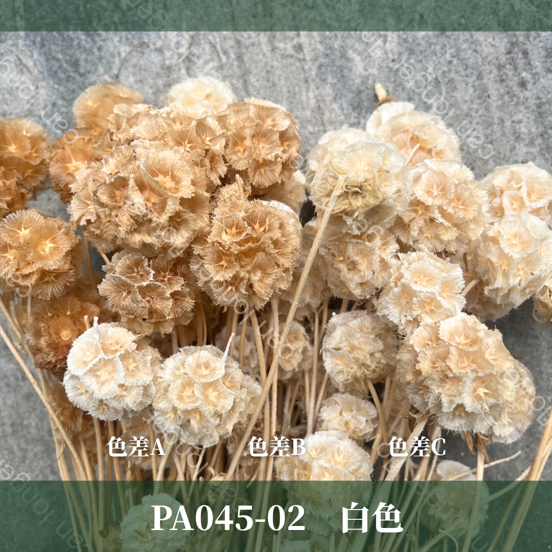 PA045 松蟲果 台灣現貨