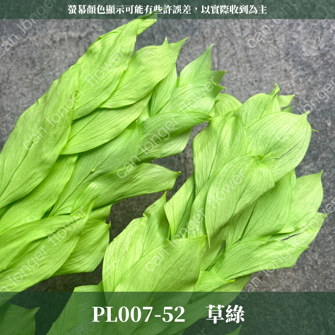 PL007 原裝玉竹葉｜夢幻紫色新登場｜進口不凋玉竹葉 永生桔葉 永生葉材 魚尾葉 桌花 乾燥葉材 花藝材料包 捧花