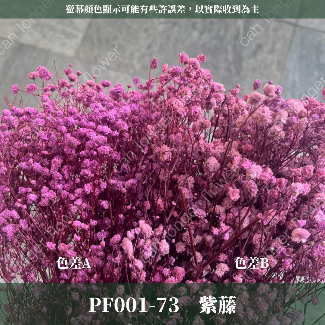 PF001 原裝滿天星｜A級永生滿天星工廠直供 拍攝婚禮佈置 韓式不凋滿天星 抖音款永生花 乾燥花 桌花花束 手作DIY