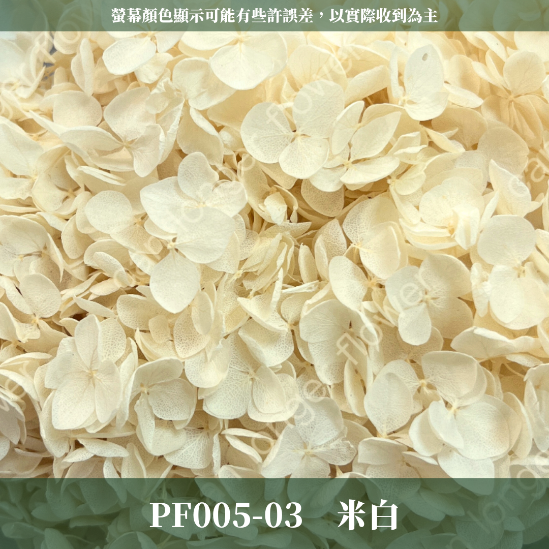 PF005 安娜繡球單支｜ A級 大份量 帶梗紫陽花 永生花 不凋花 乾燥花 DIY花材 拍攝道具 漸變花藝繡球 浮游花